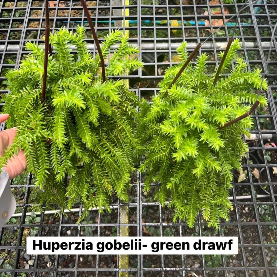 Huperzia Goebelii Green Dwarf - Pre Order