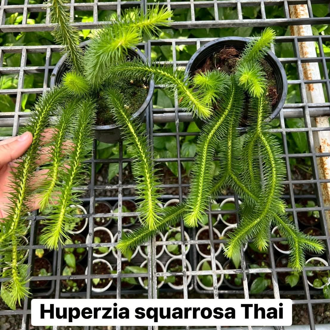 Huperzia Squarrosa Thai - Pre Order
