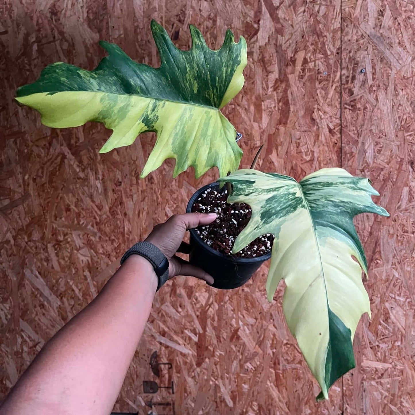 Philodendron Florida Beauty × Mayoi - Pre Order