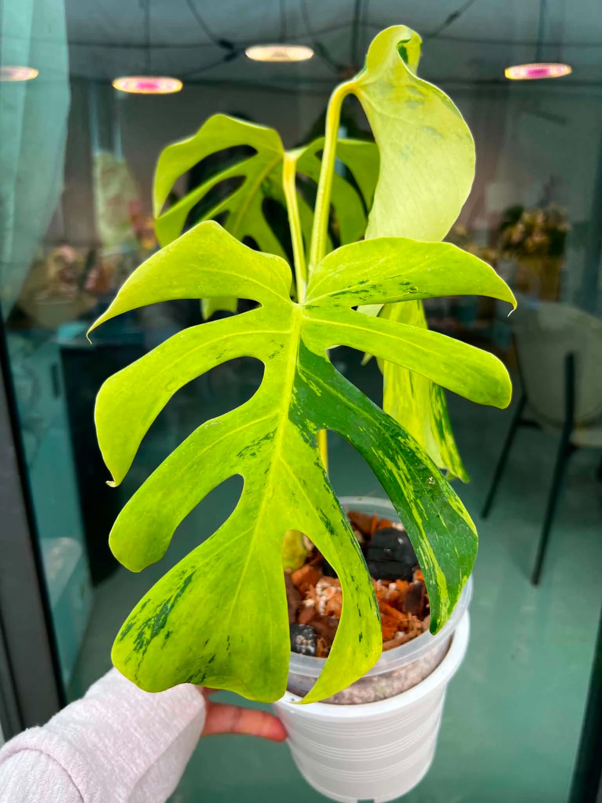 Monstera Light Lime - Pre Order