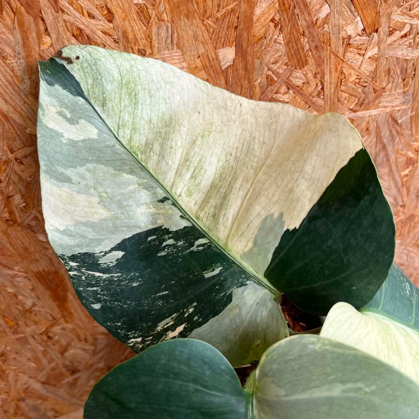 Monstera Deliciosa Mint - Pre Order