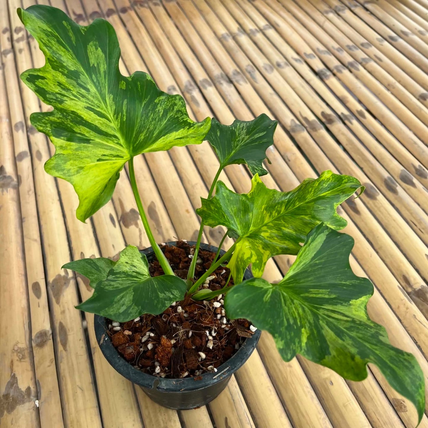 Philodendron Selloum Var A- Pre Order