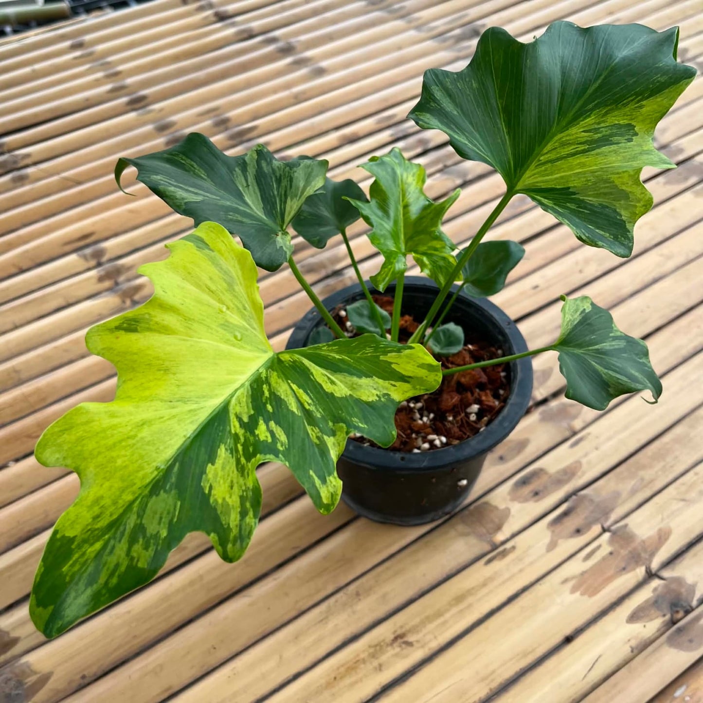 Philodendron Selloum Var B- Pre Order