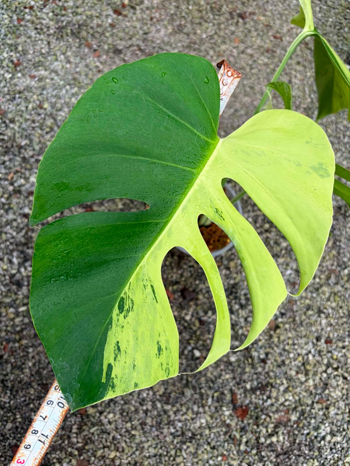 Monstera Light Lime- Pre Order