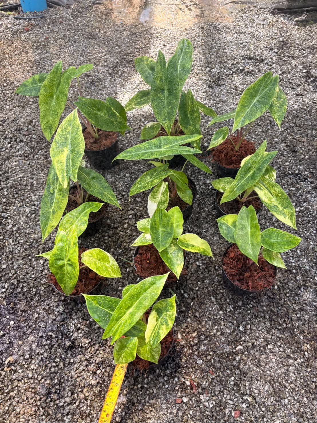 Alocasia Pink Dragon Aurea - Pre Order