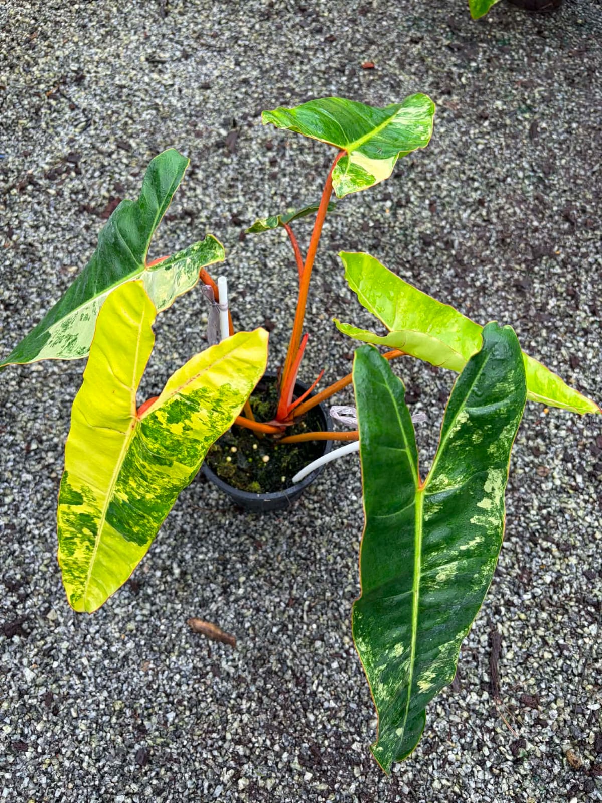 Philodendron Billietiae A - Pre Order
