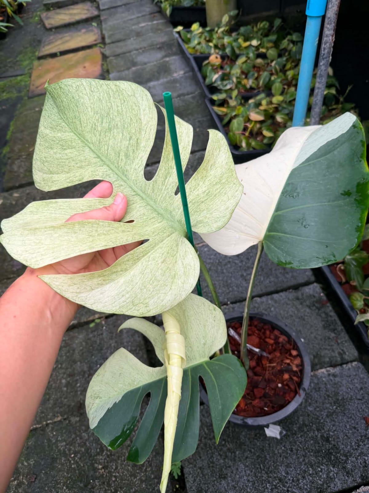 Monstera Mint D - Pre Order