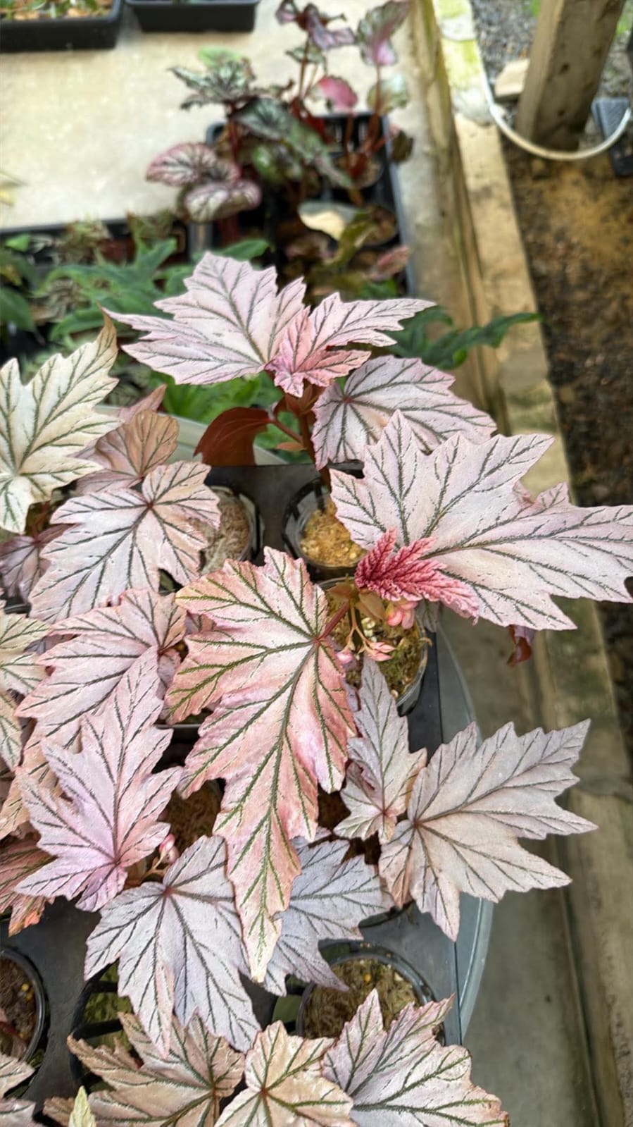 Begonia Lamoon - Pre Order