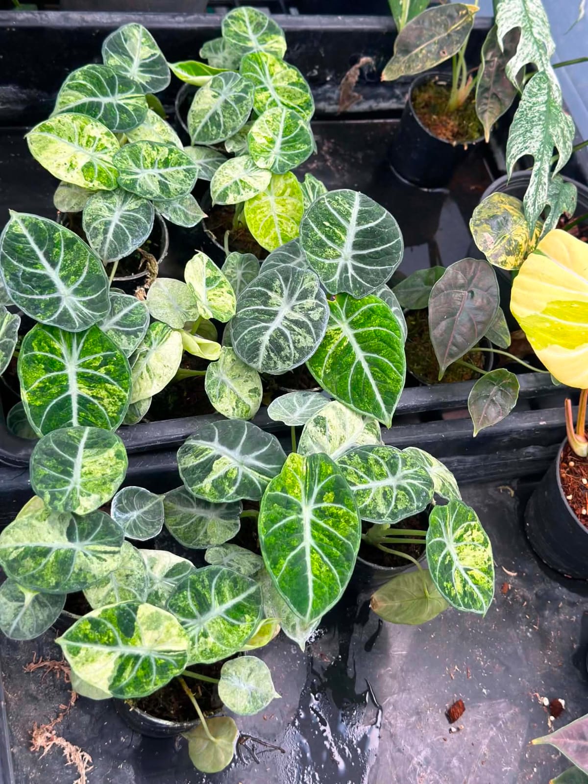 Alocasia Ninja Splash - Pre Order