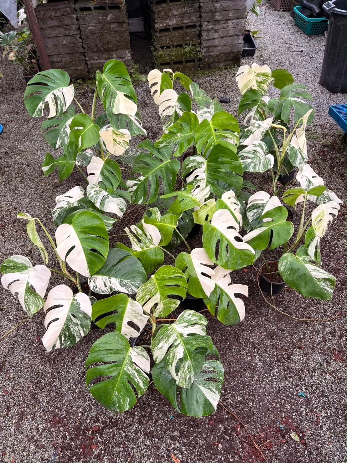 Monstera Albo - Pre Order