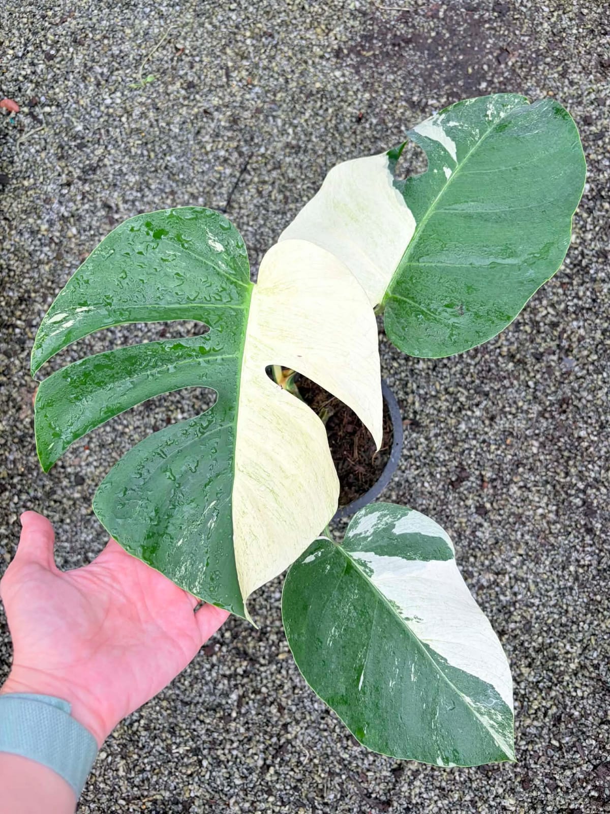 Monstera Mint B - Pre Order