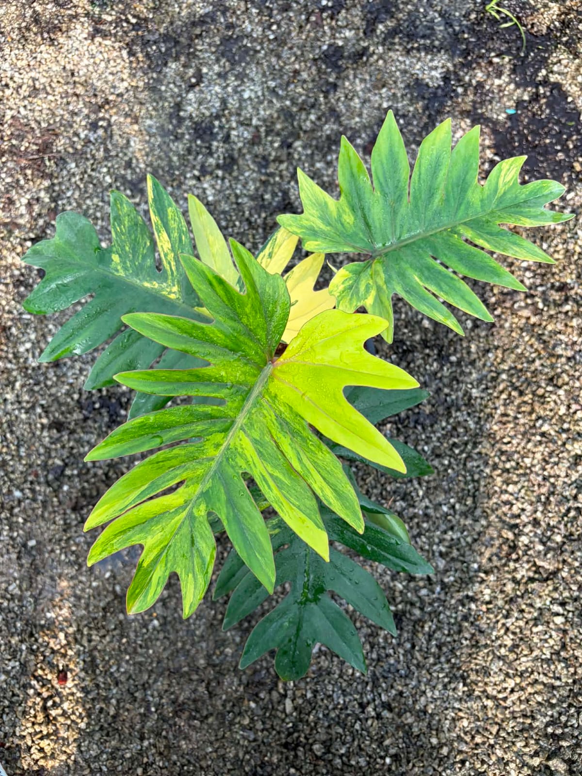 Philodendron Mayoi Var B - Pre Order