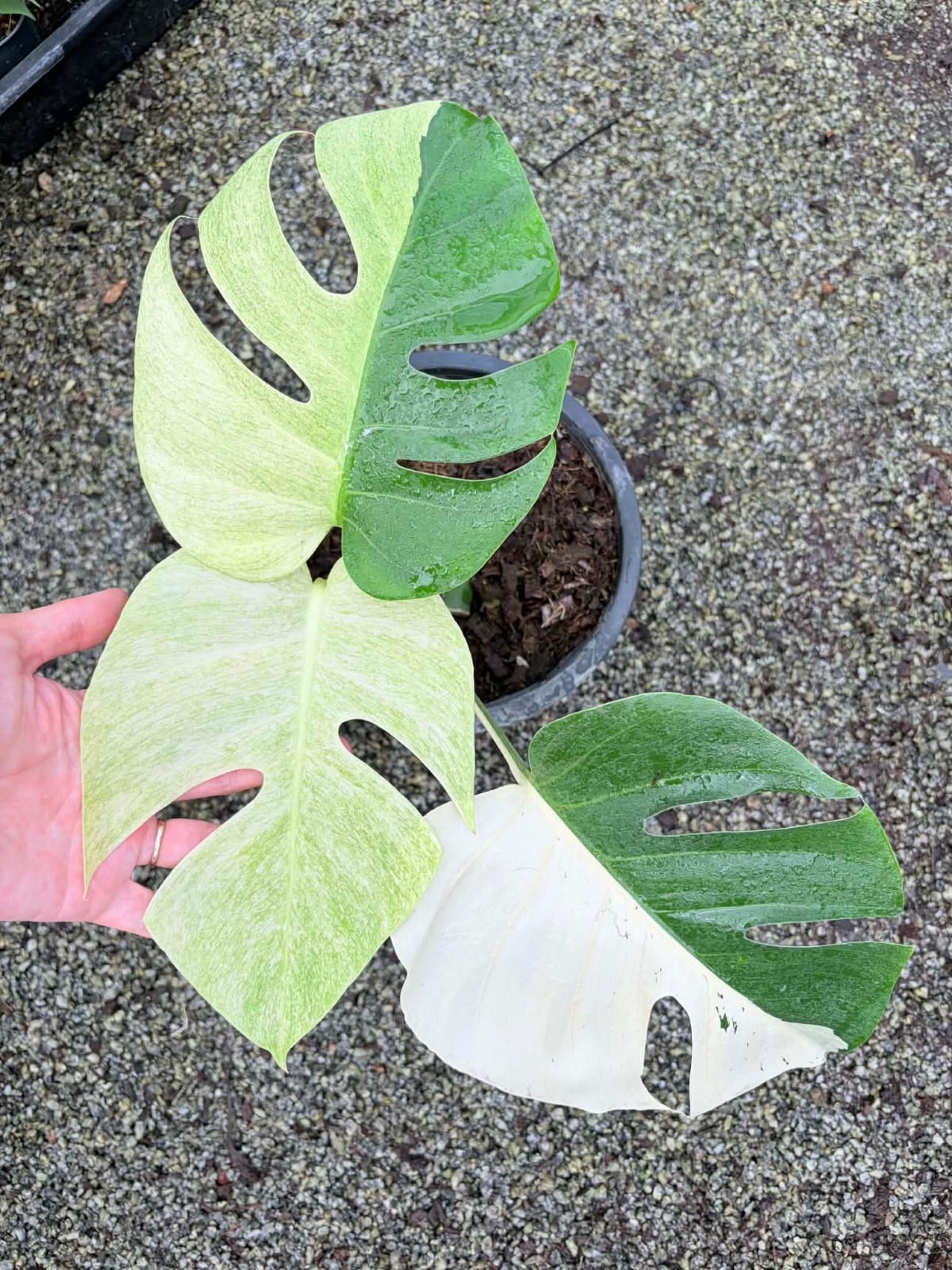 Monstera Mint A - Pre Order