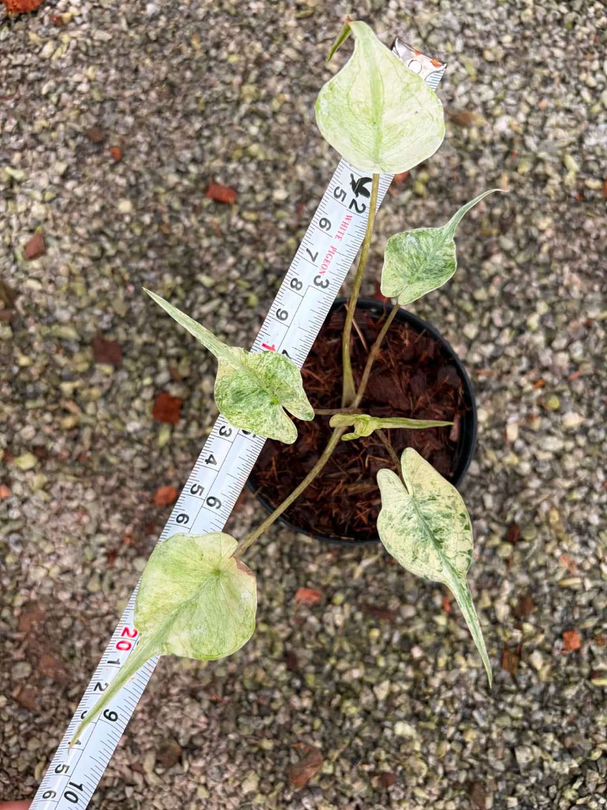 Alocasia Stingray Albo Mint - Pre Order