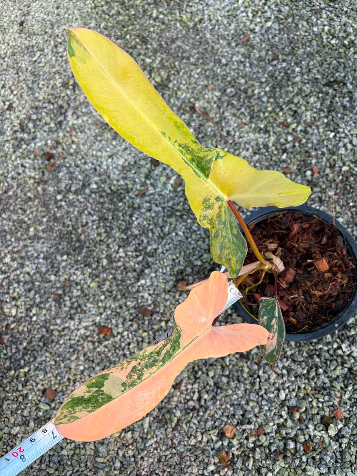 Philodendron Fiora B - Pre Order