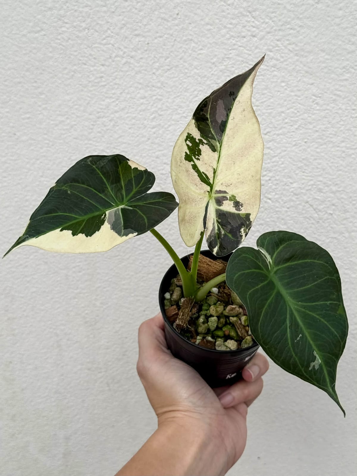 Alocasia Regal Shield Albo - Pre Order