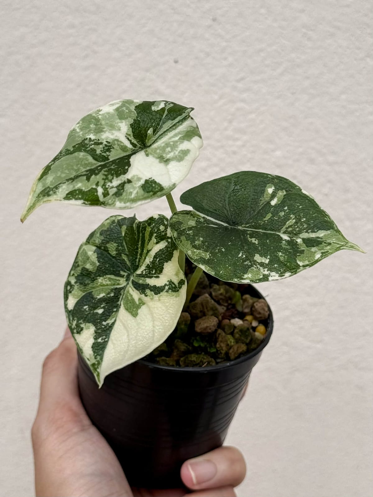 Alocasia Melo Albo - Pre Order