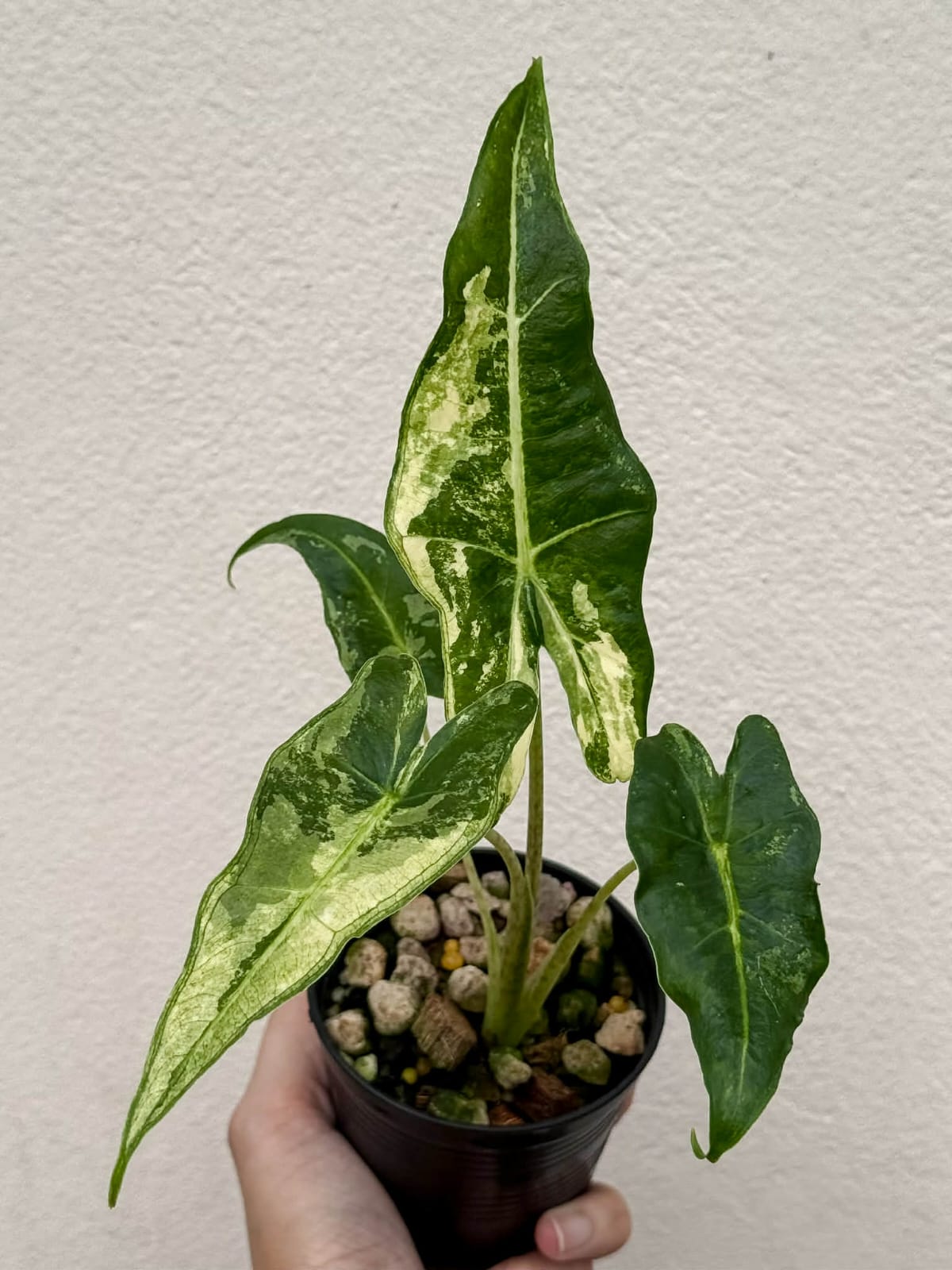 Alocasia Sarian Albo - Pre Order