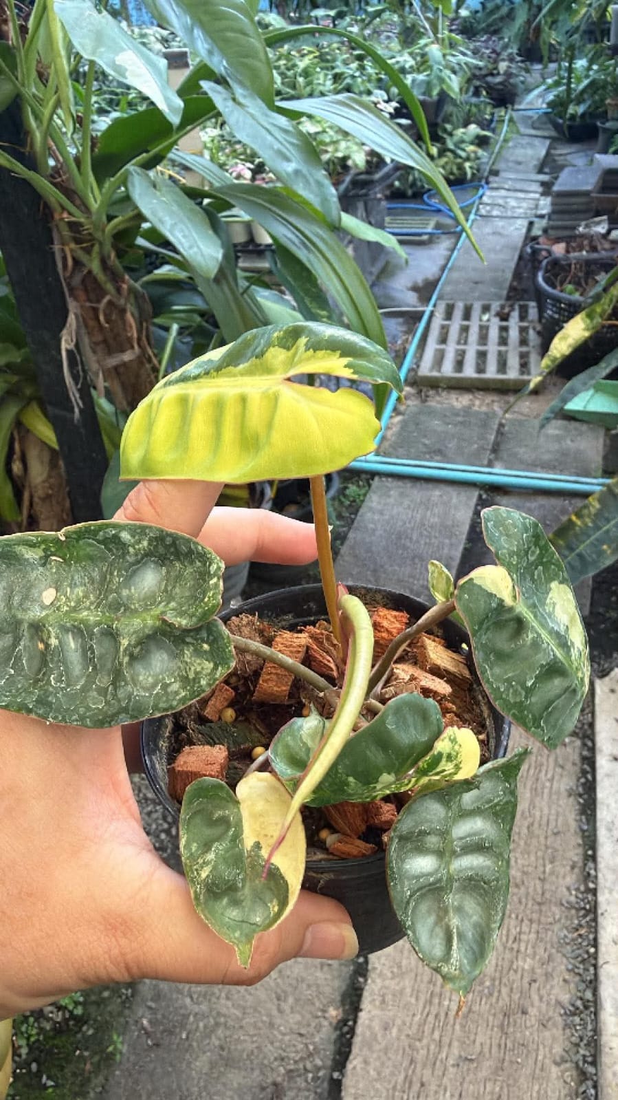 Philodendron Billietiae D - Pre Order