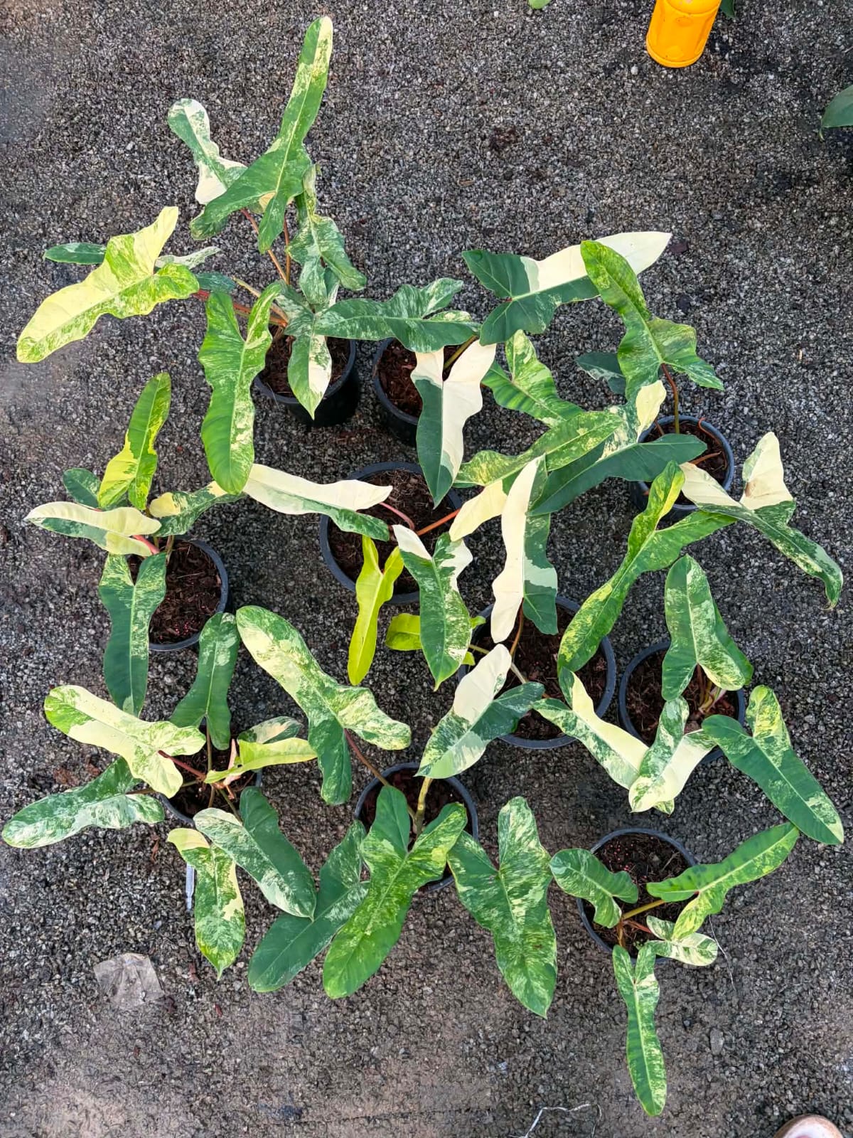 Philodendron Florida Beauty X Billietiae - Pre Order