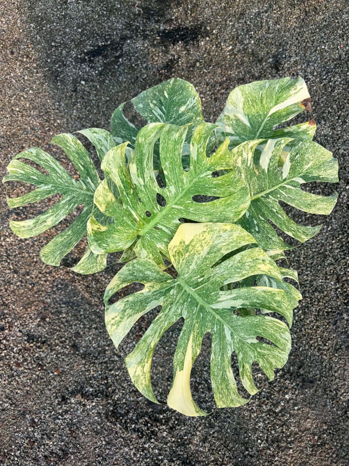 Monstera Legacy - Pre Order