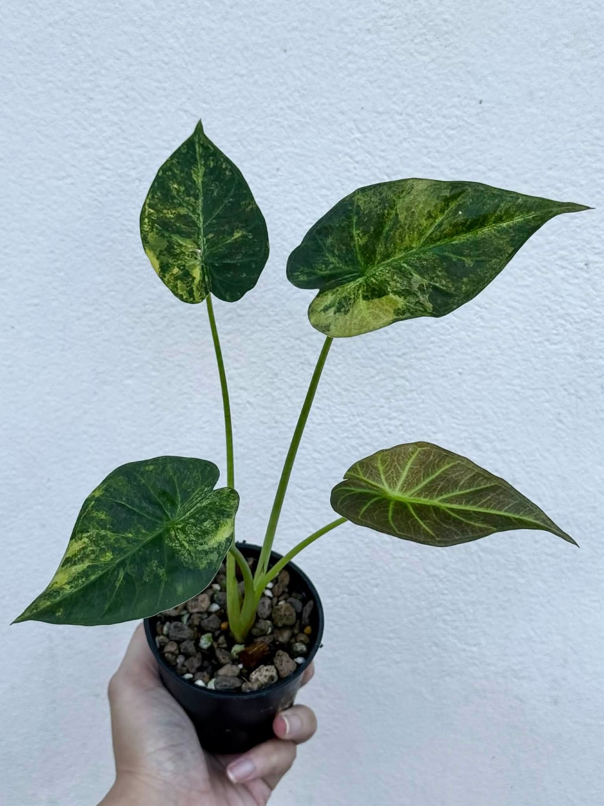 Alocasia Regal Sheild Aurea A - Pre Order
