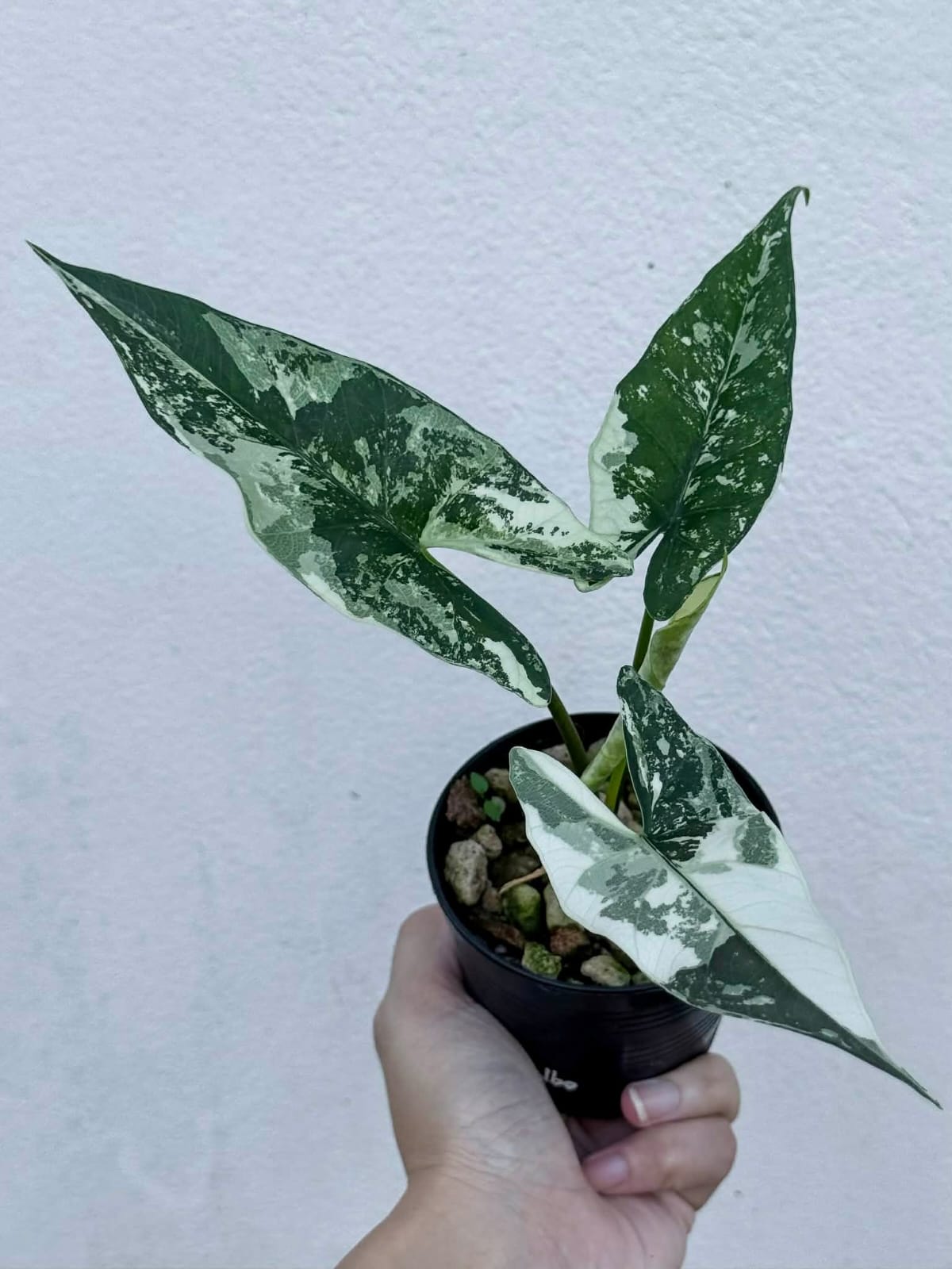 Alocasia Simpo Albo - Pre Order