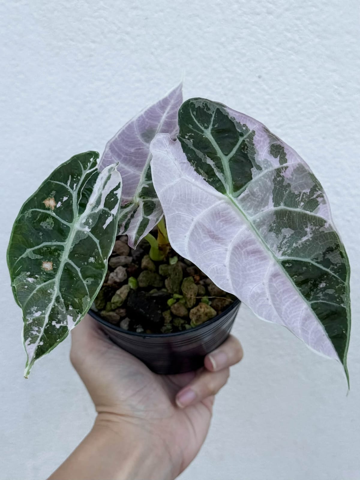 Alocasia Watsoniana Doff True Pink - Pre Order