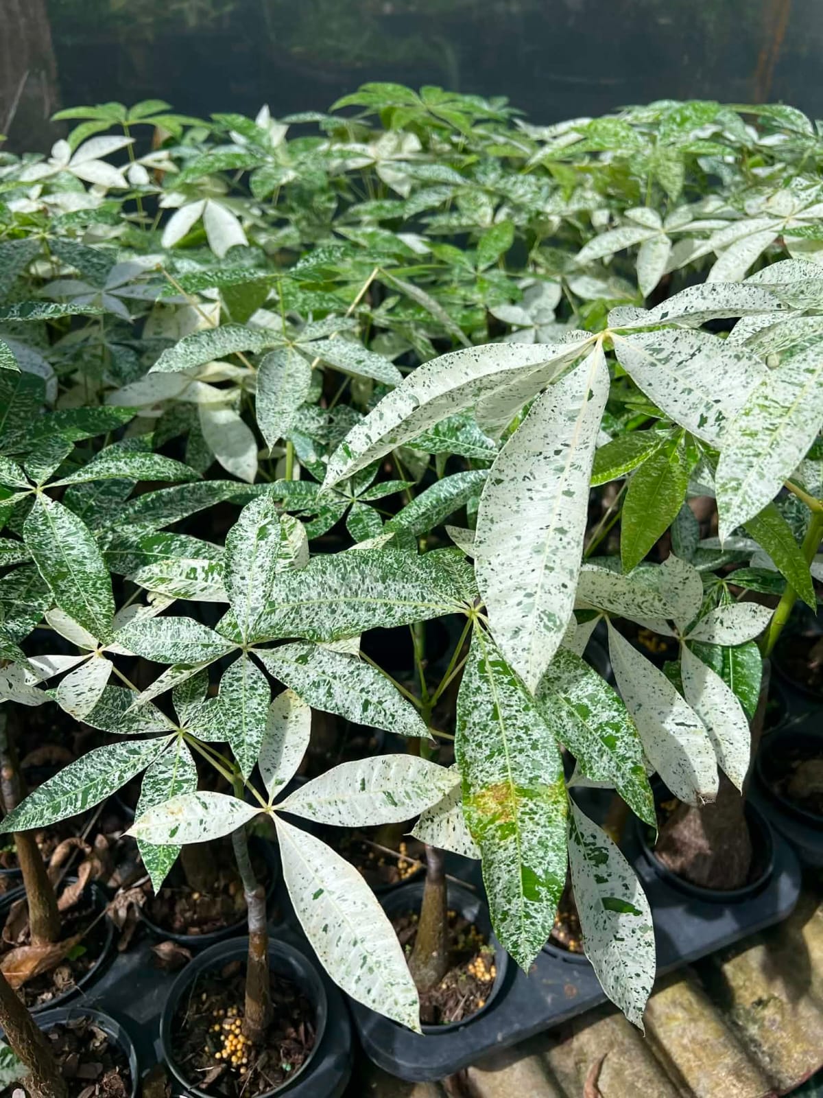 Variegated Money Tree - Pre Order