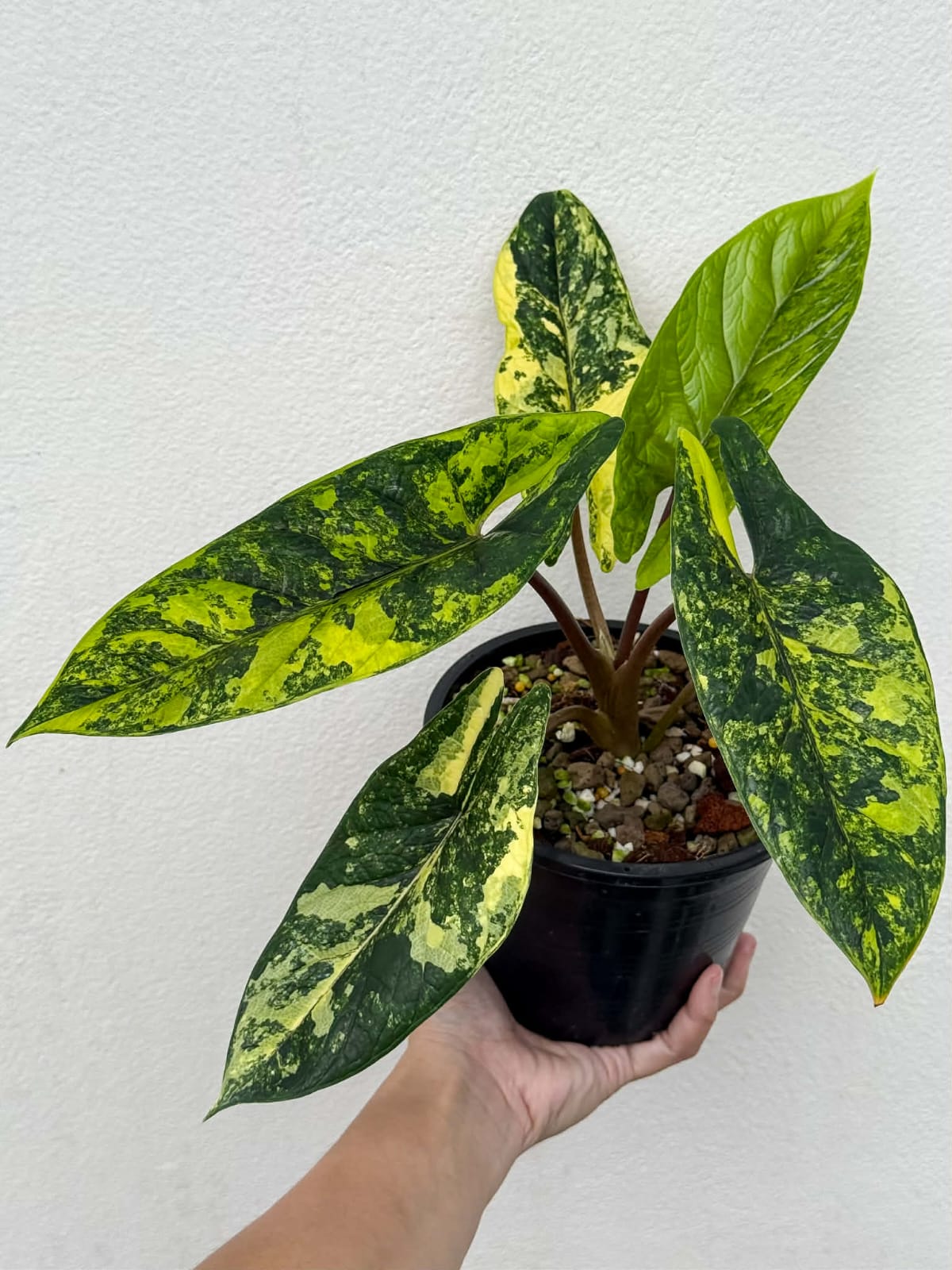 Alocasia Scalprum Bright Aurea (Mother Size)- Pre Order