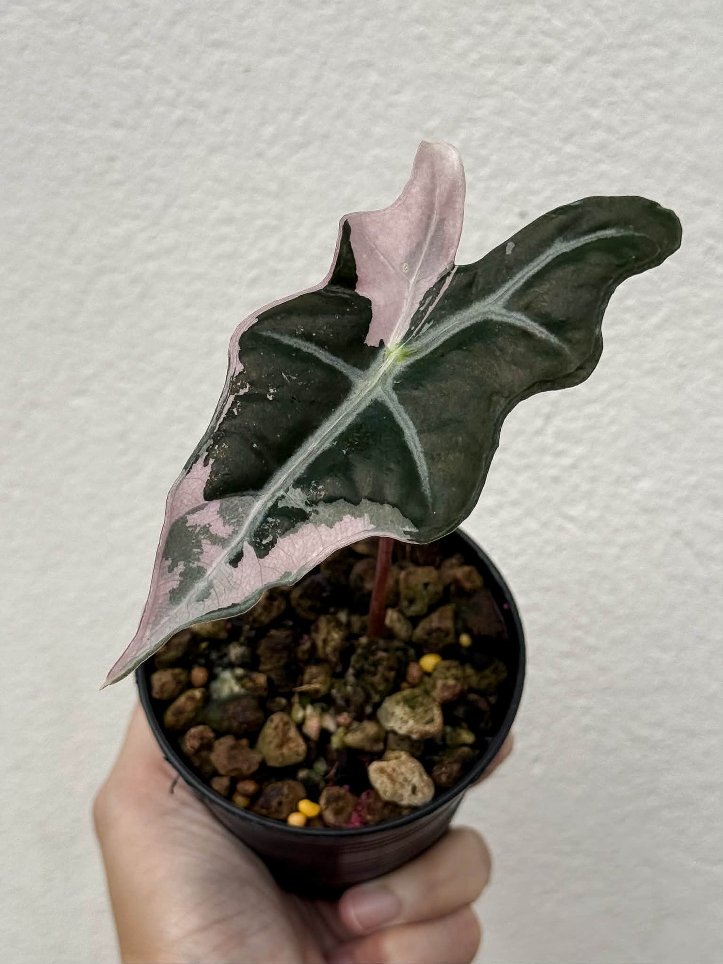 Alocasia Nobilis Pink B - Pre Order