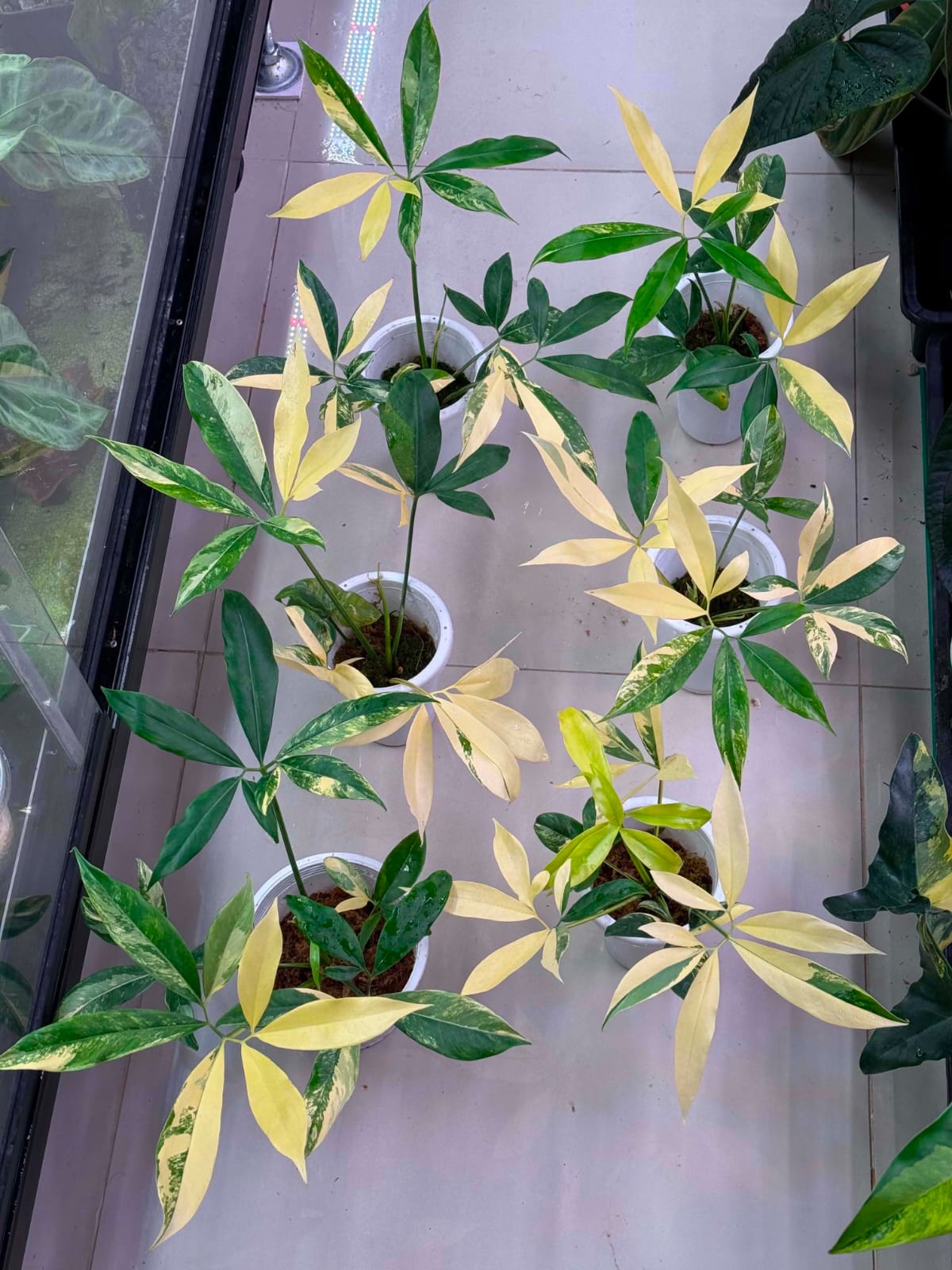 Philodendron Goeldii Variegated - Pre Order
