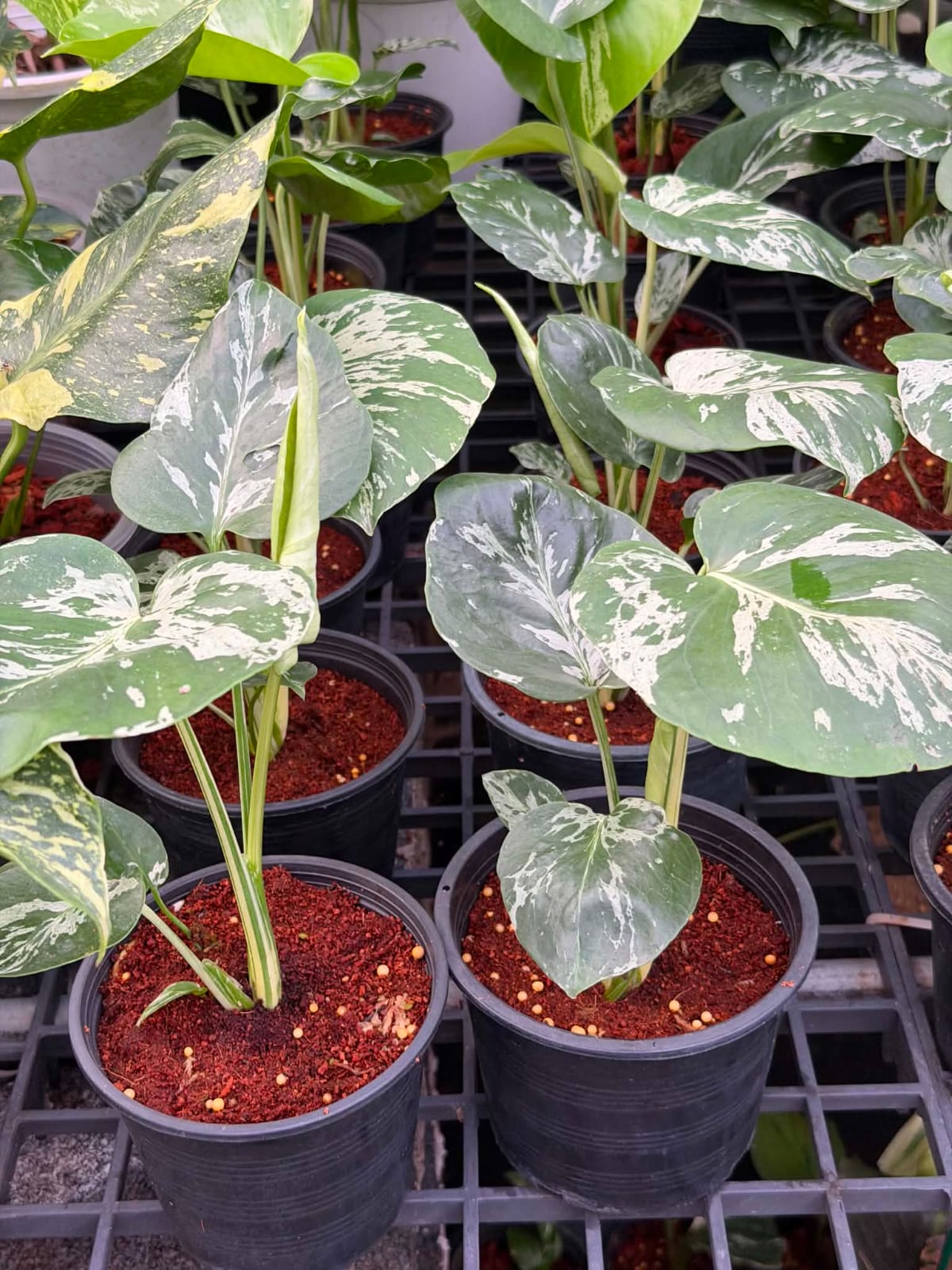 Monstera Bulbasaur - Pre Order
