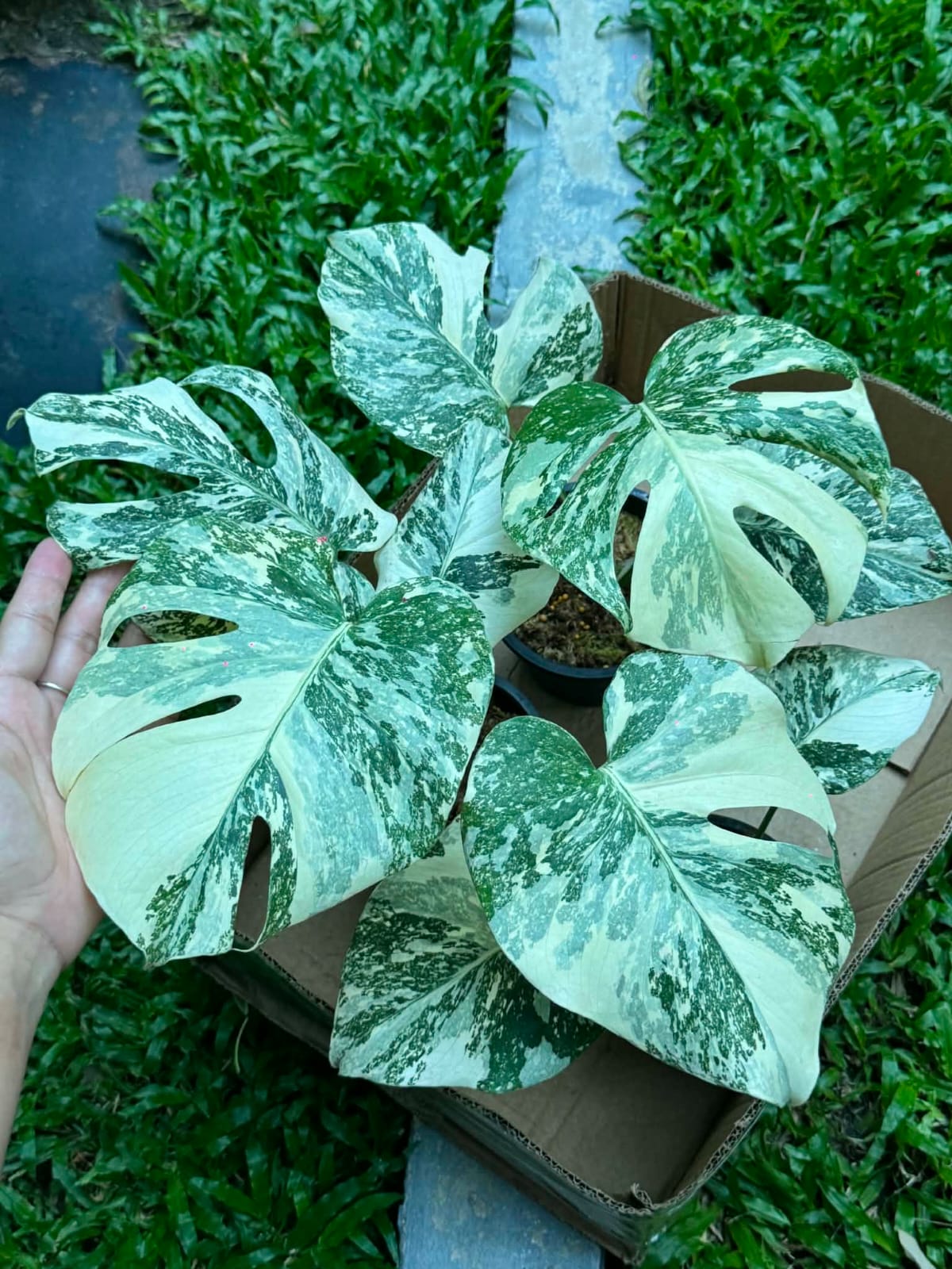 Monstera White Snow - Pre Order