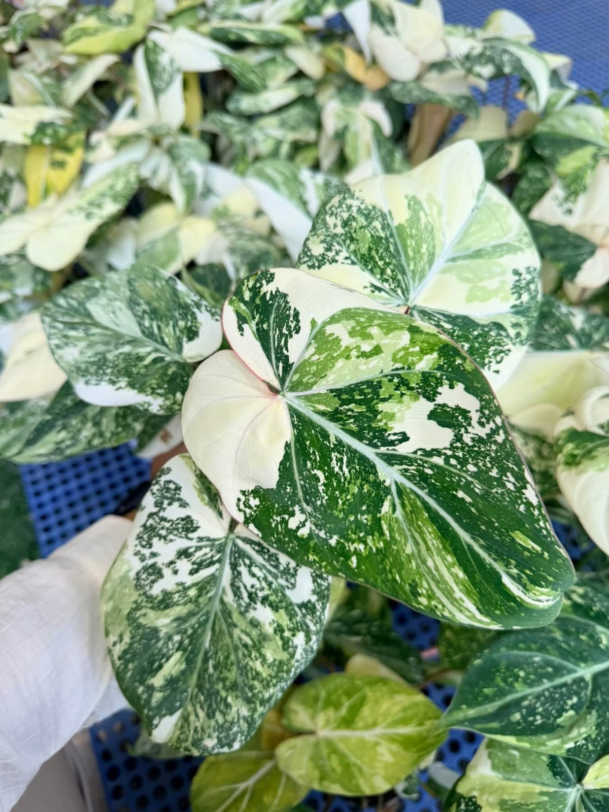 Philodendron Gloriosum Tricolor - Pre Order