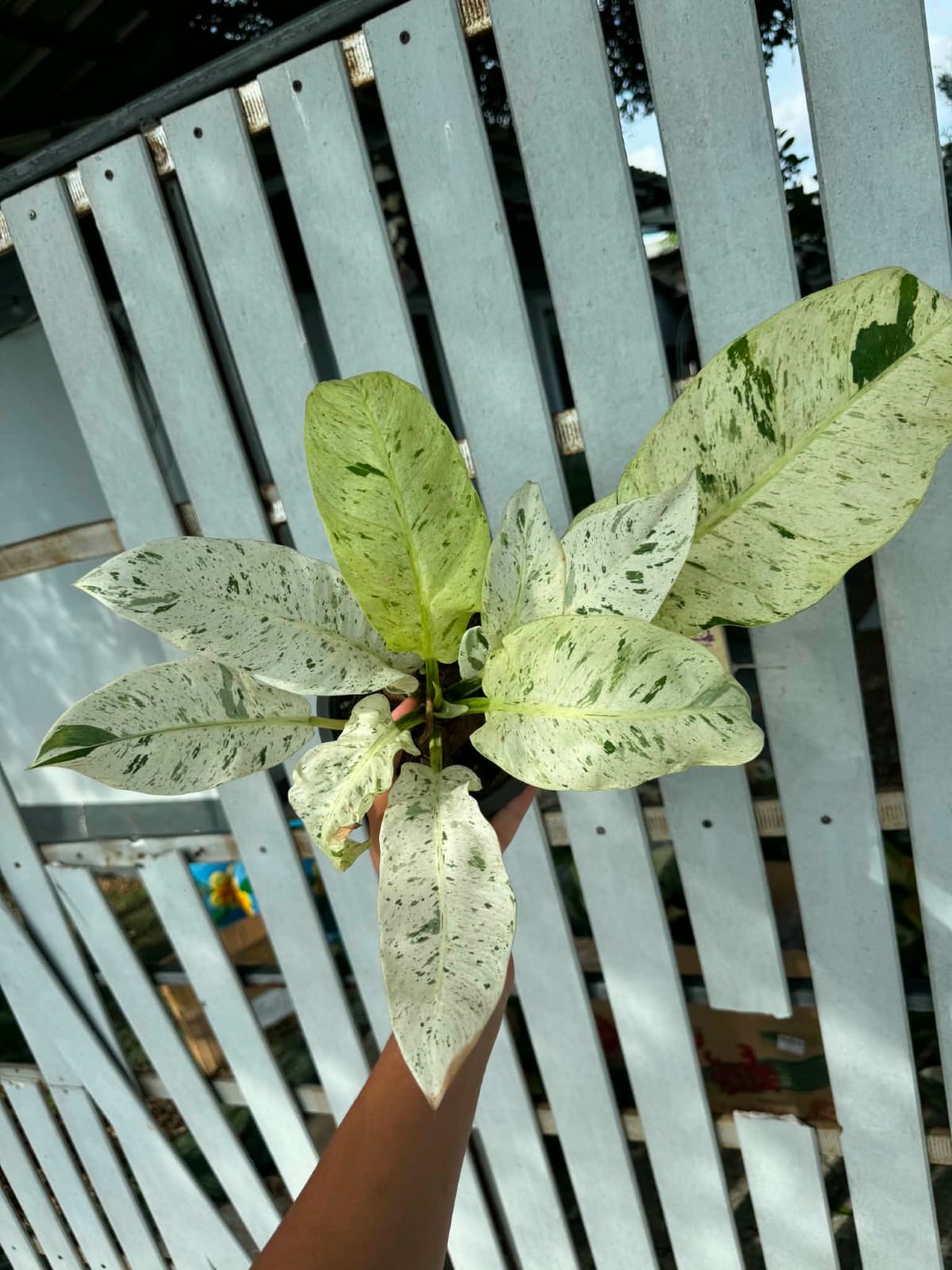 Philodendron Orlando Variegated- Pre Order