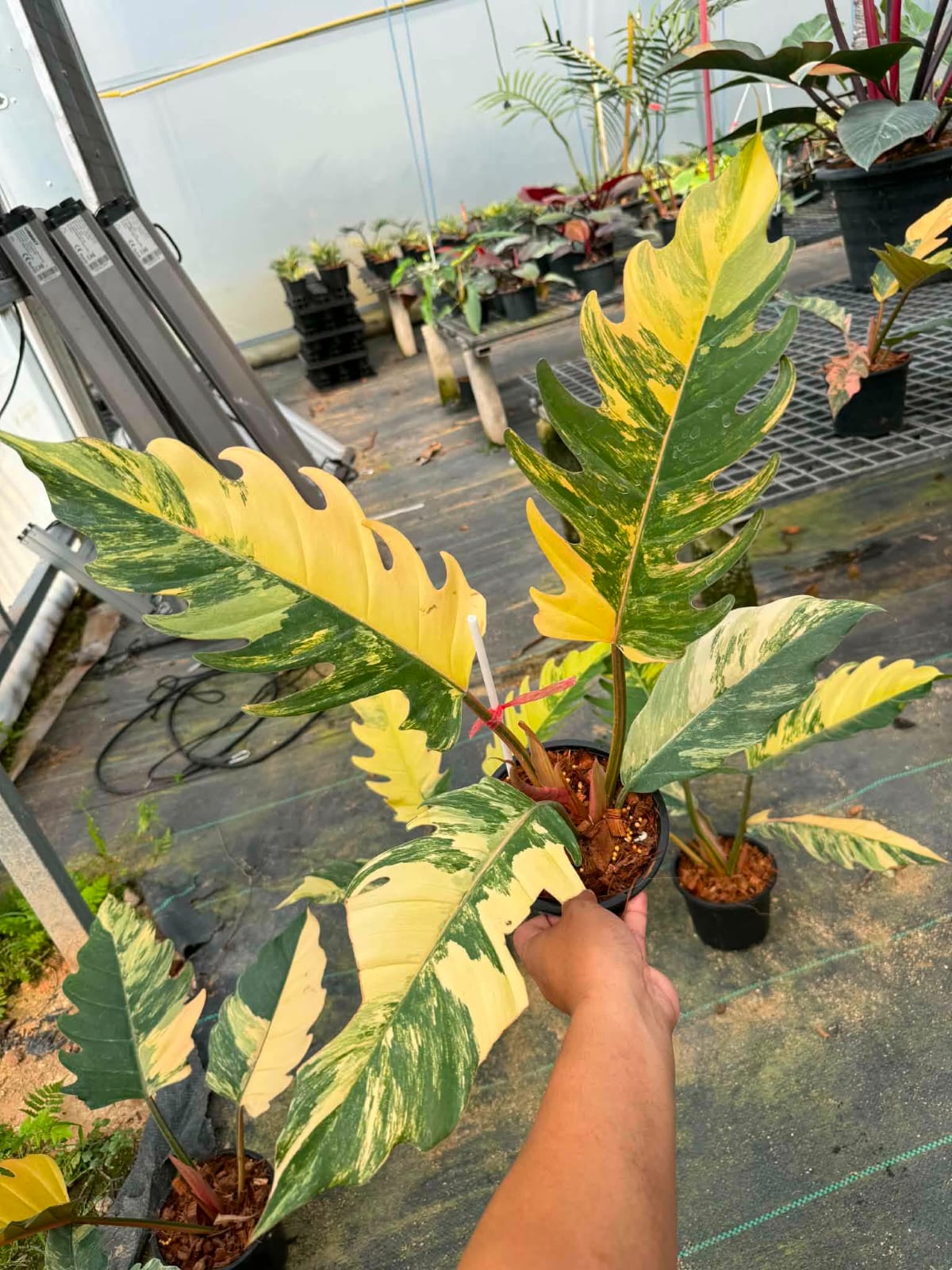 Philodendron Caramel Marble - Pre Order