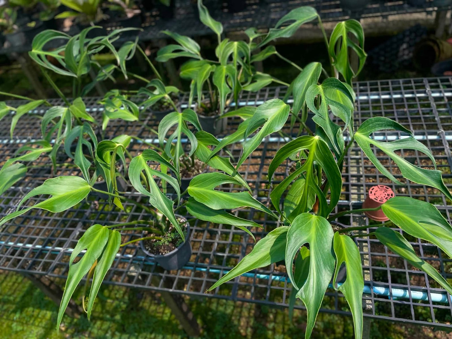 Monstera Burle Marx Flame - Pre Order