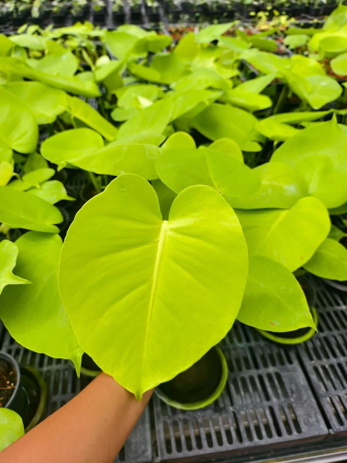 Monstera Banana - Pre Order