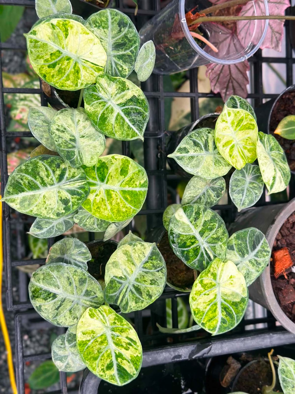 Alocasia Ninja Splash - Pre Order