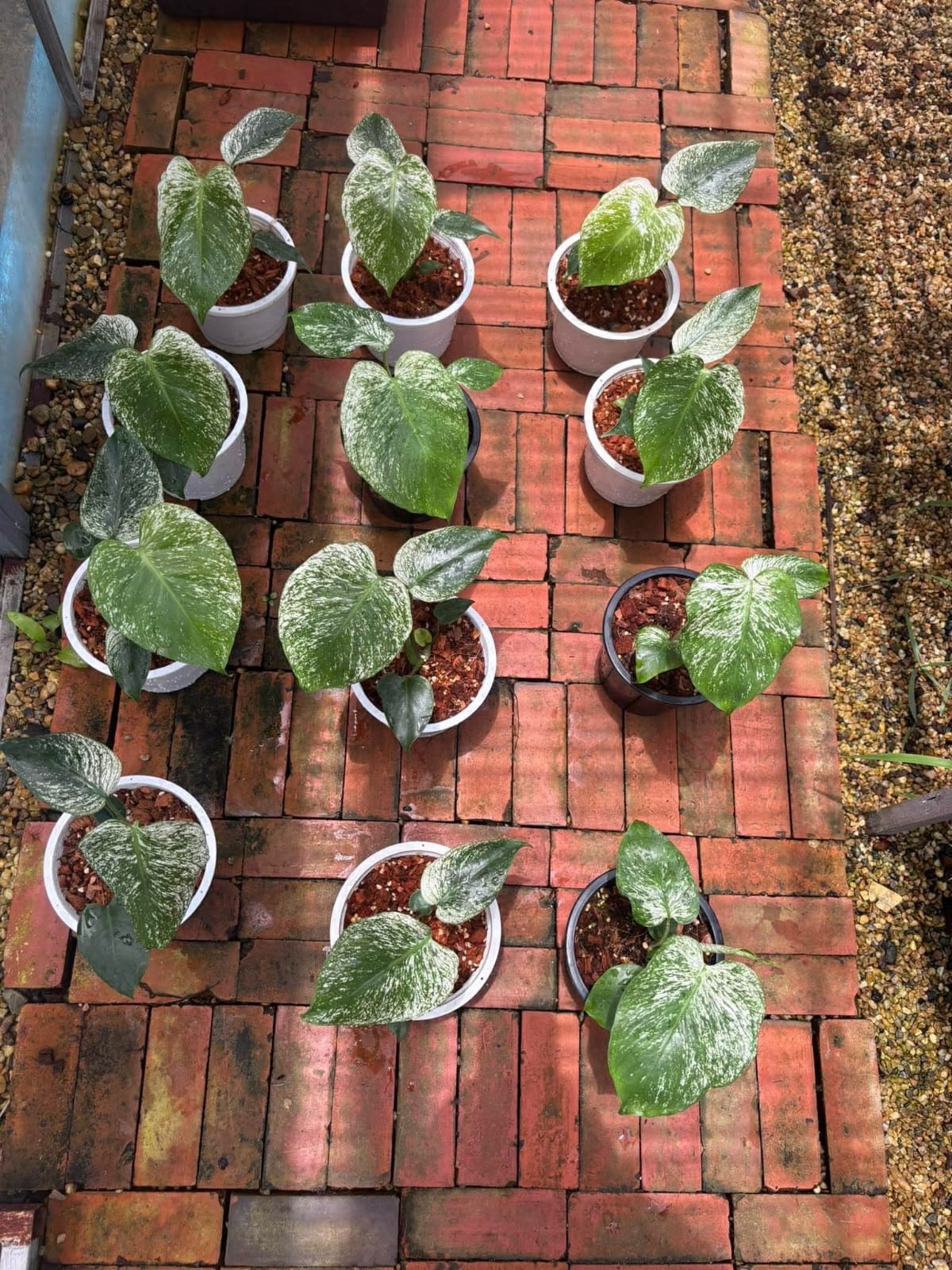 Monstera Devil Monster (Grown from Tc) - Pre Order