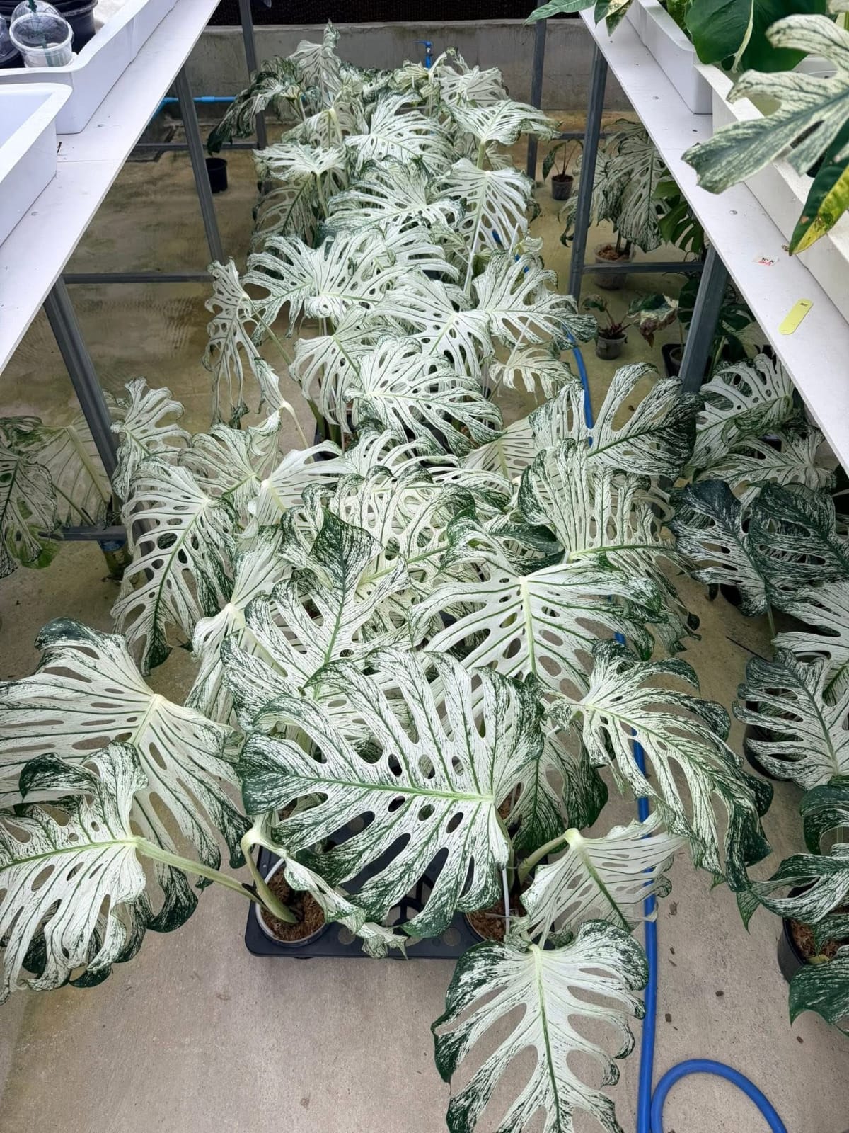 Monstera Devil Monster (Top Cut-Large) - Pre Order