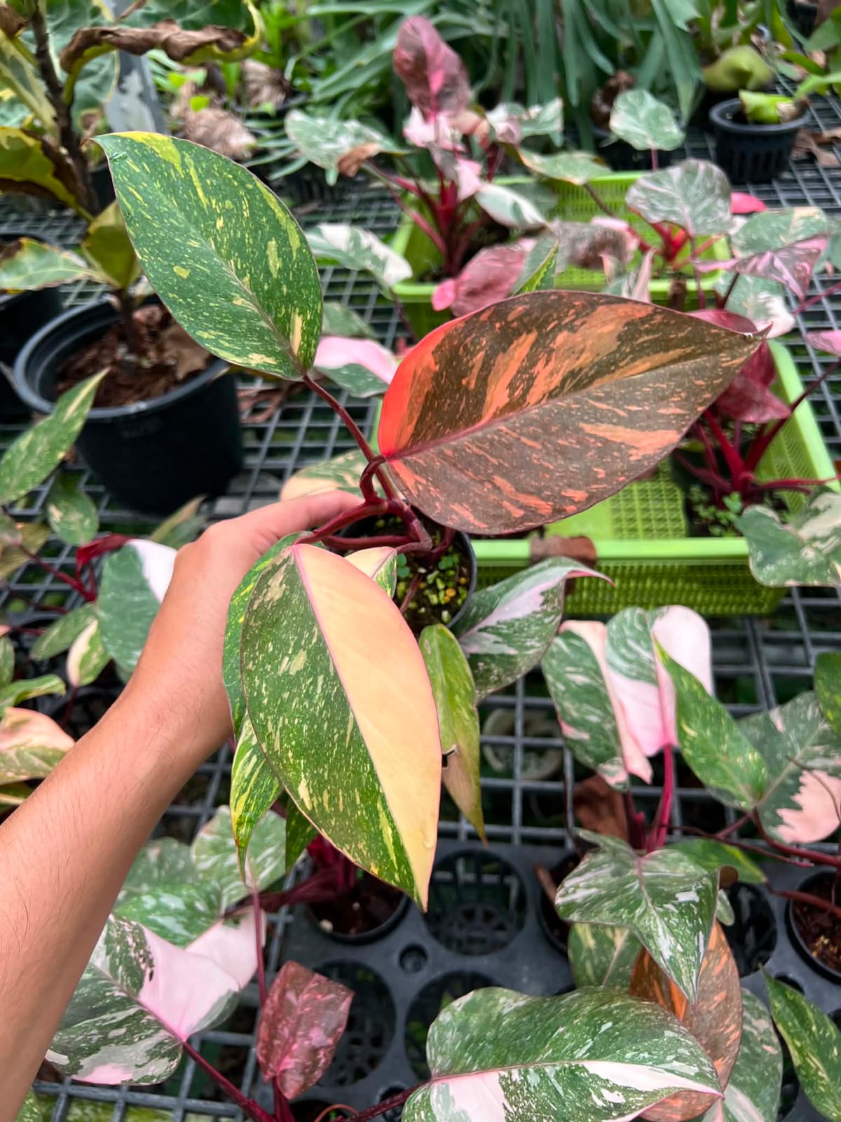 Philodendron Orange Princess - Pre Order