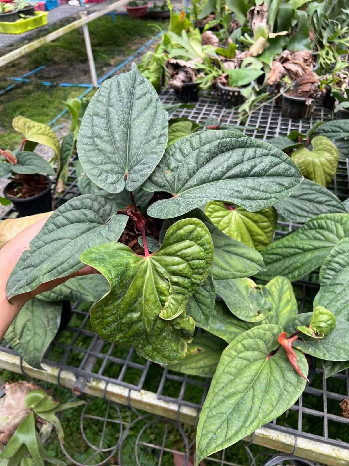 Anthurium Sirih - Pre Order