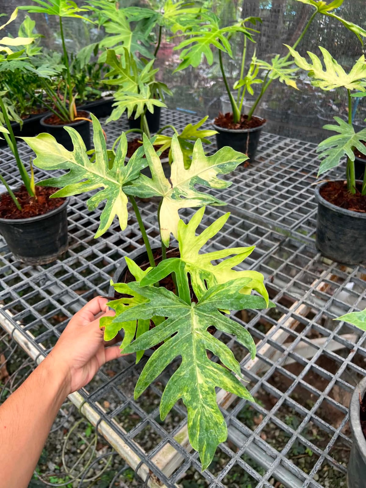 Philodendron Radiatum Var - Pre Order