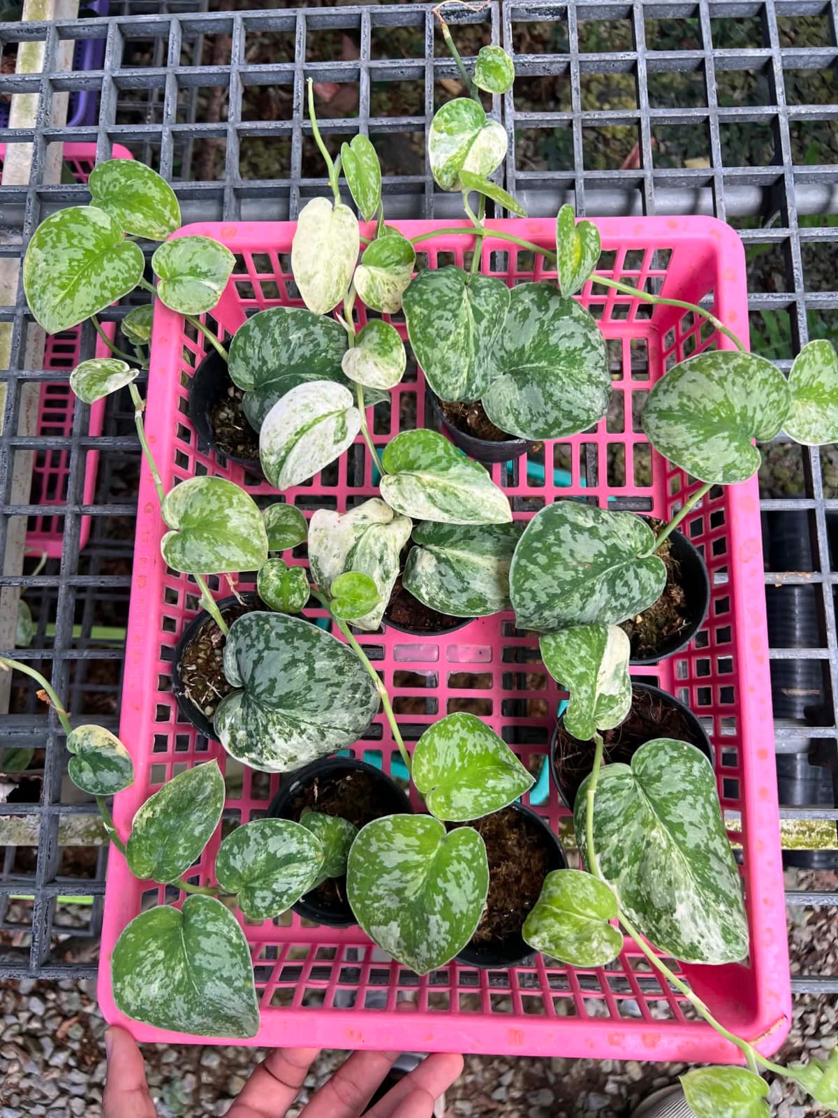 Scindapsus White Crystal - Pre Order