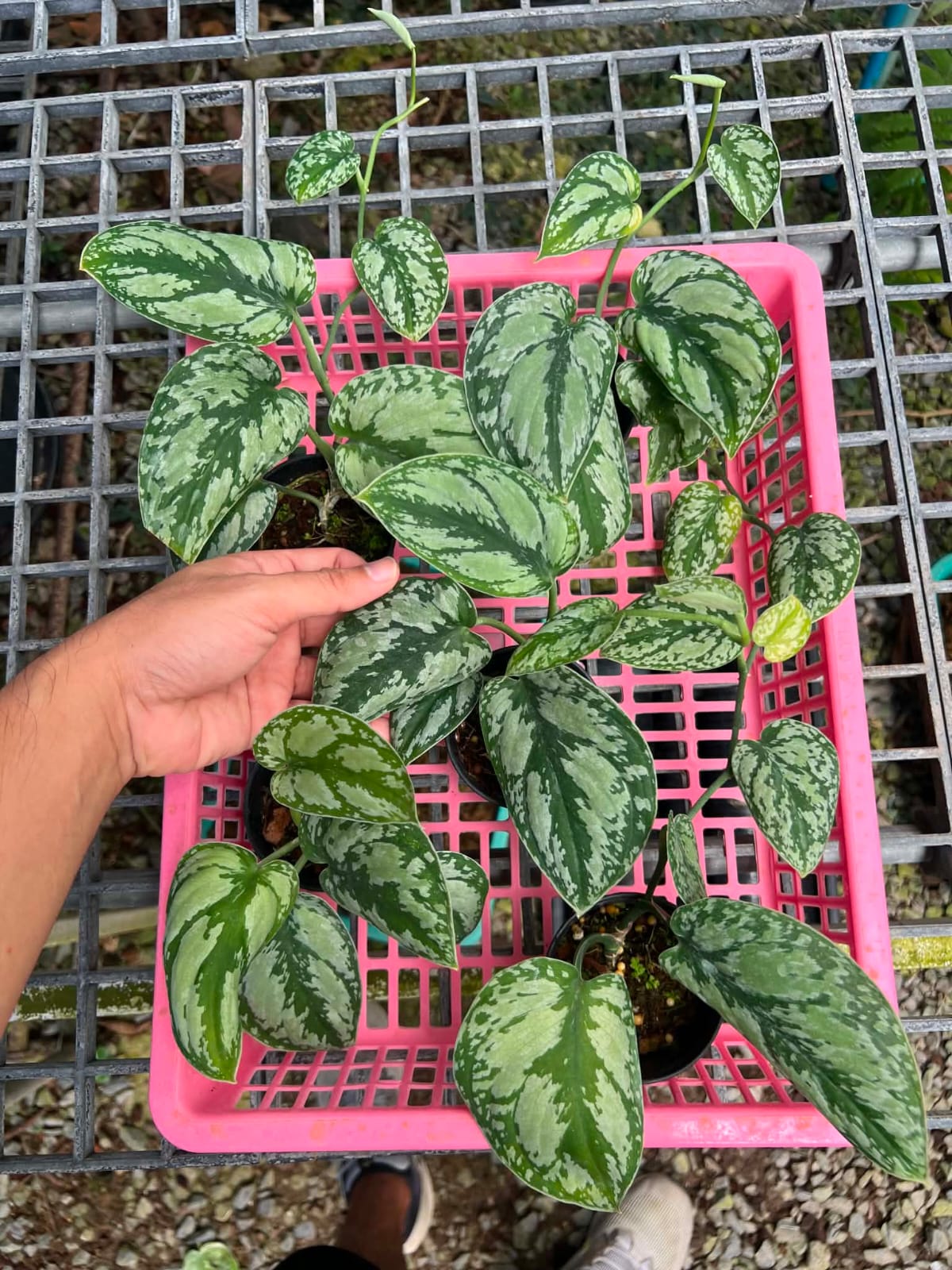 Scindapsus Platinum Tricolor - Pre Order