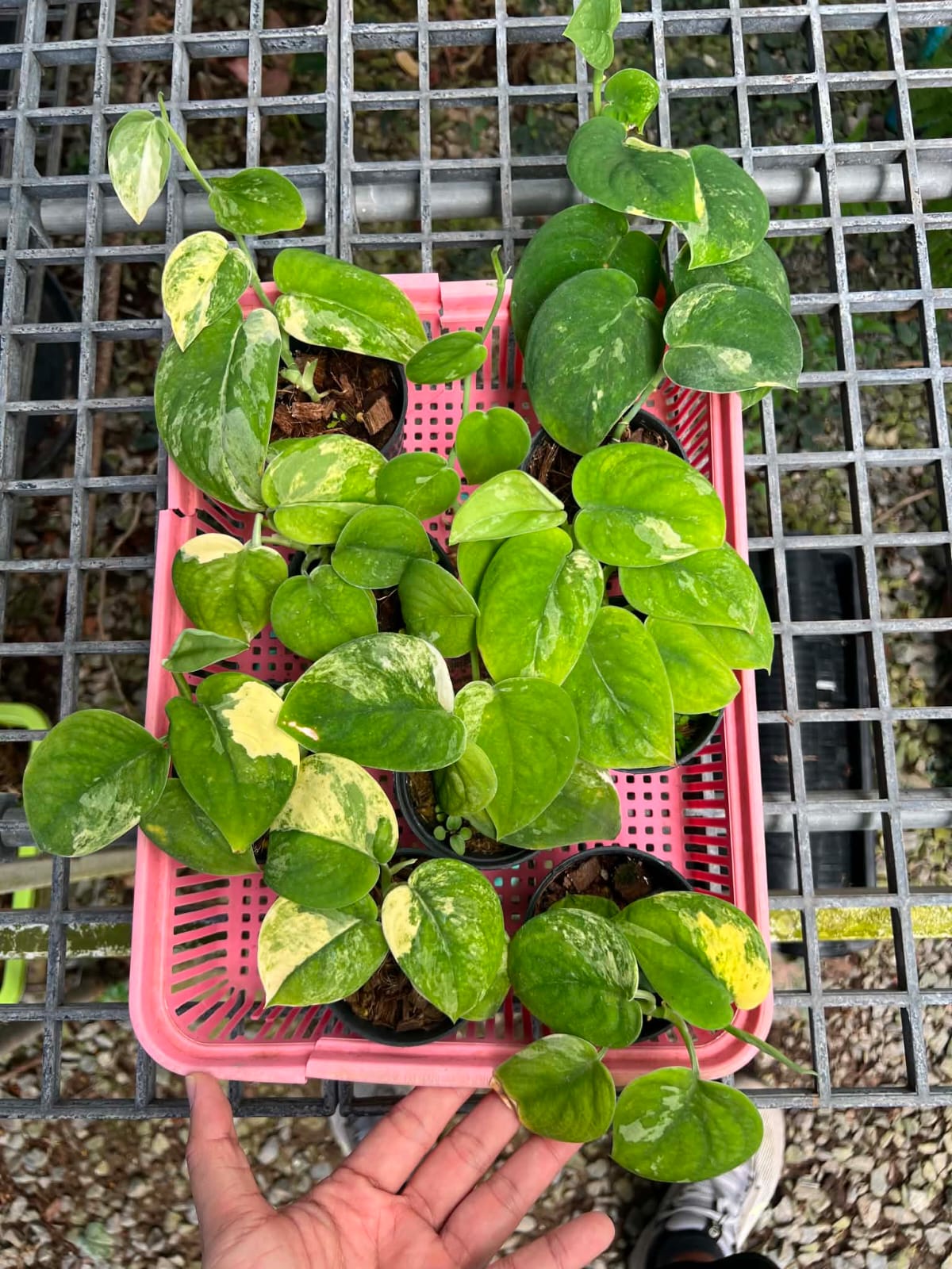 Scindapsus Mangurai - Pre Order