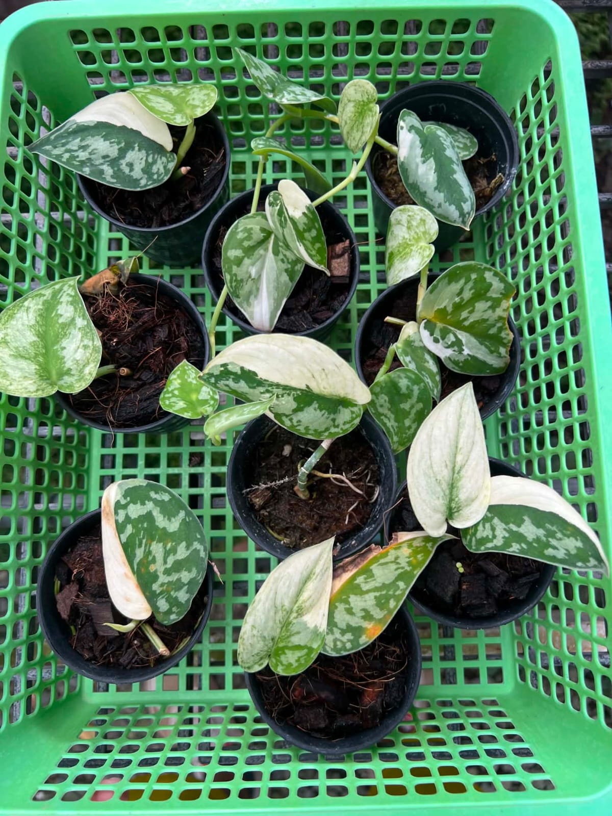 Scindapsus Mayari - Pre Order
