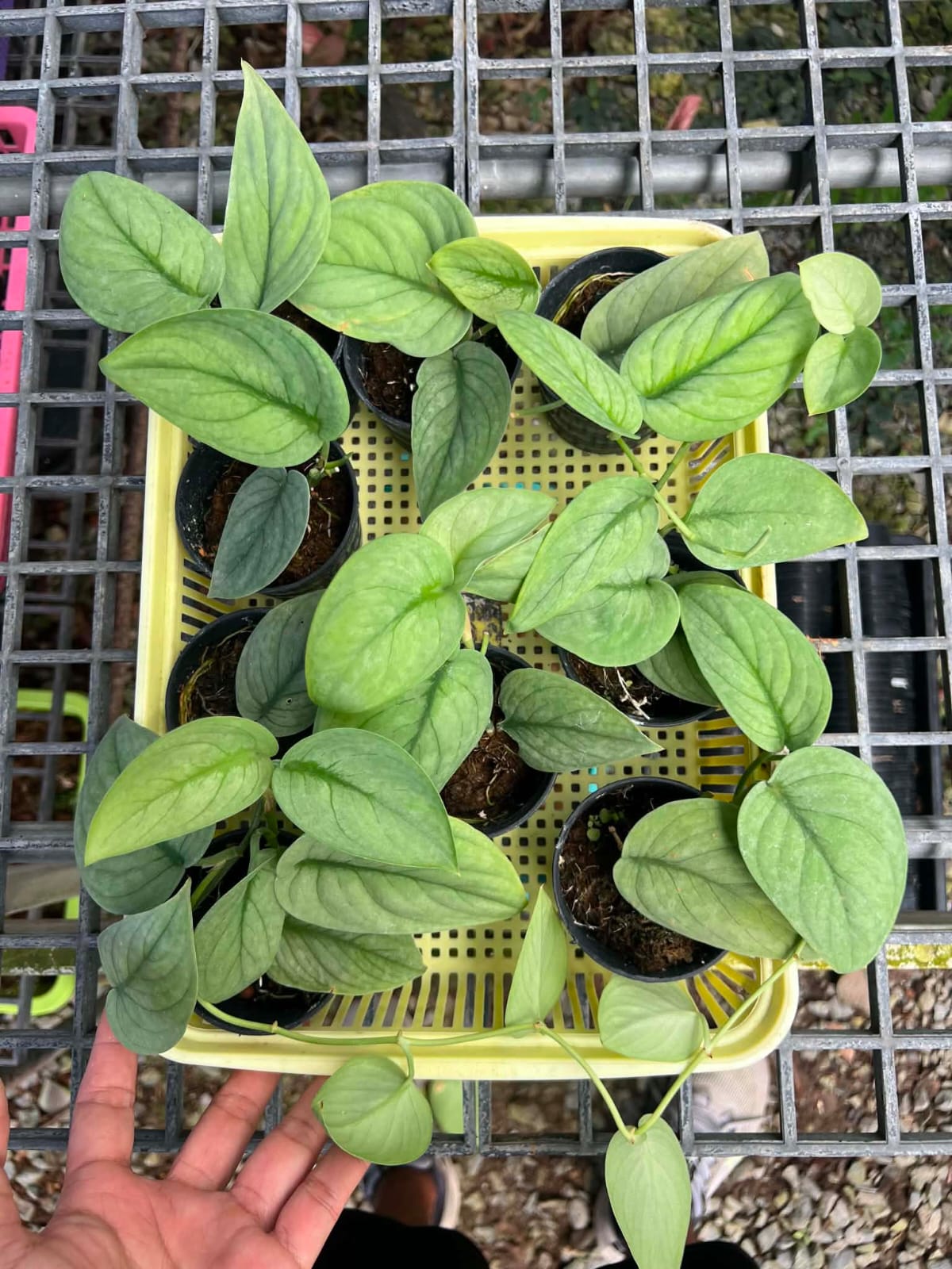 Scindapsus Green vein - Pre Order